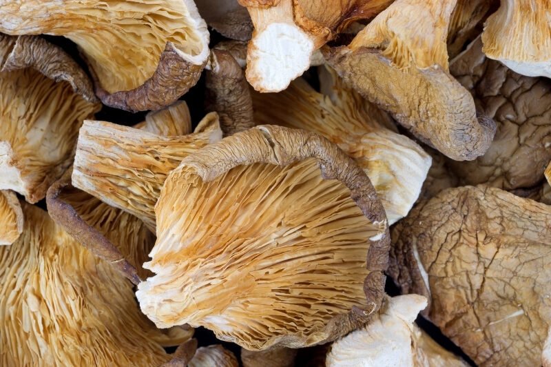 How to Store Oyster Mushrooms for Maximum Freshness